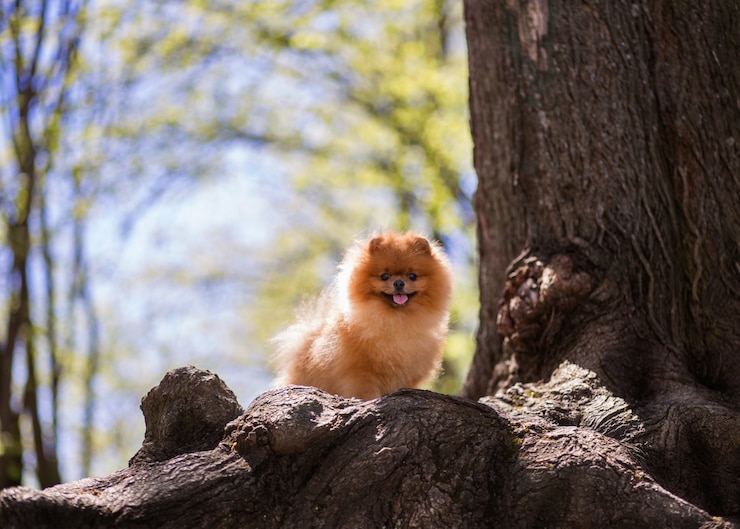 Photo ポメラニアン犬が公園を散歩しています。美しい犬