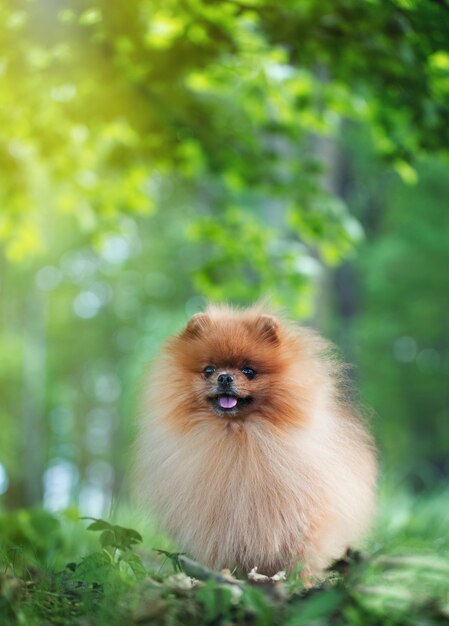 Pomeranian 개 여름 공원에서 산책입니다. 아름다운 개