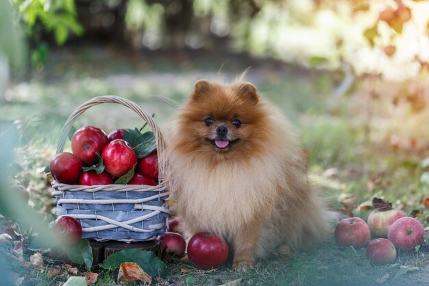 庭のリンゴとポメラニアン犬。リンゴを収穫します。りんごの犬。秋の犬