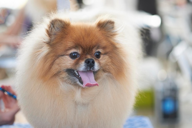 Pomeranian dog with beautiful haircut portrait closeup.