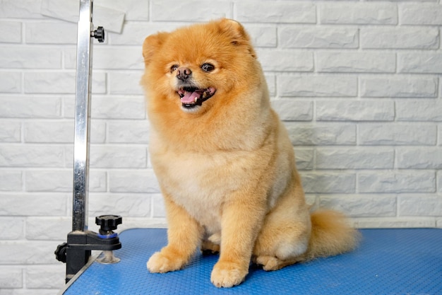 A Pomeranian dog with a beautiful red coat sits on a grooming table against a white brick background