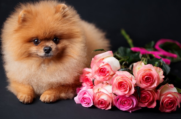 Pomeranian dog with purple roses on dark background. Portrait of a dog in a low key.