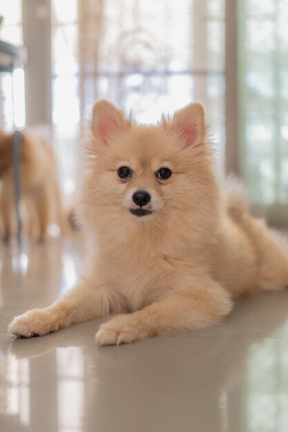 Pomeranian dog with sad eyes lies in door at home on the floor The puppy is resting