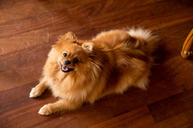 Pomeranian in excellent shape lies on wooden floor in room. Pets. Maintenance and care of animals. Bbeauty and health of wool. Dogs in our lives.