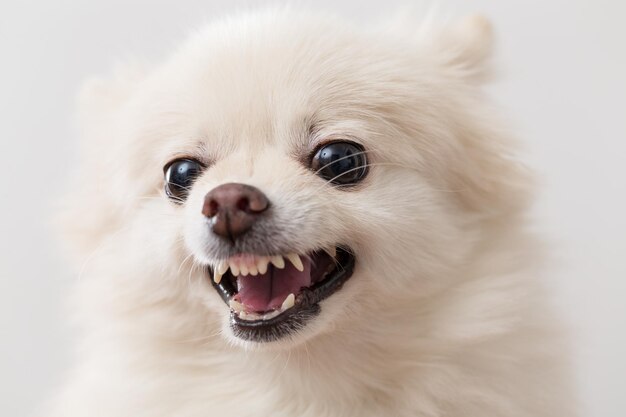 Pomeranian getting angry
