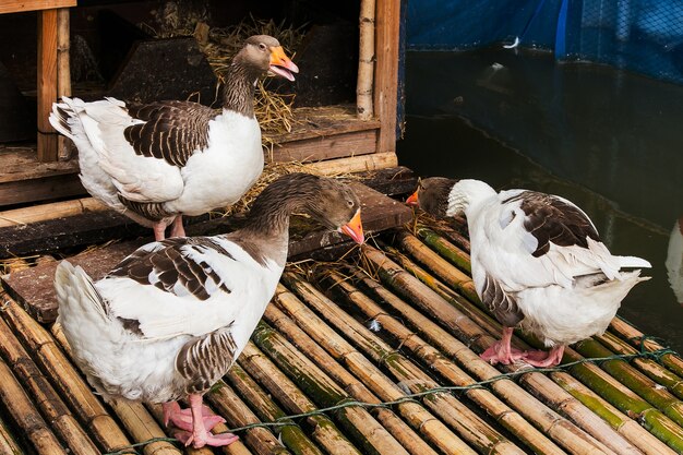 Pomeranian Goose animal on raft in nature