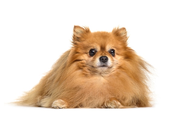 Pomeranian-hond het liggen