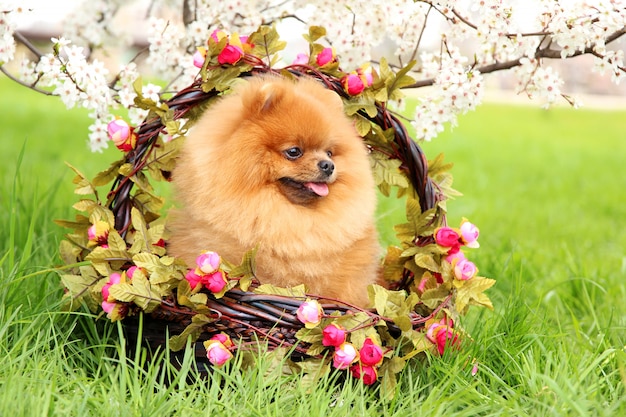 Pomeranian-hond in een park. Leuke, mooie hond