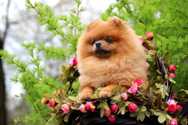 Pomeranian-hond in een park. Leuke, mooie hond