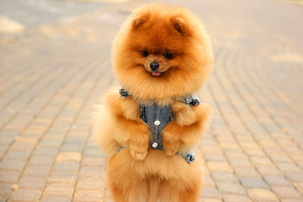 Pomeranian-hond in een park. Leuke, mooie hond