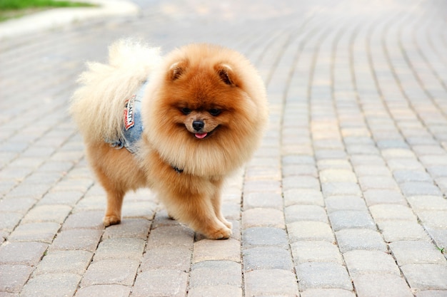 Pomeranian-hond in een park. Leuke, mooie hond