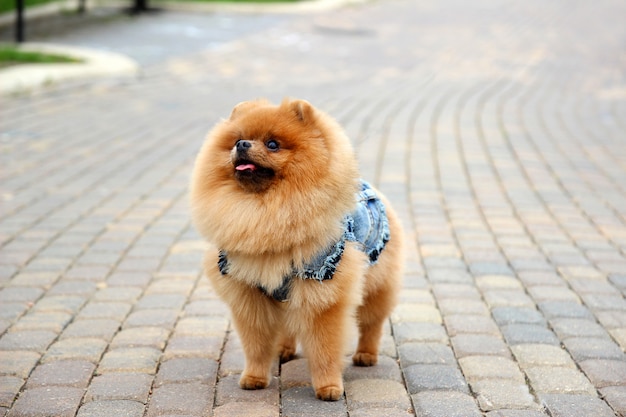 Pomeranian-hond in een park. Leuke, mooie hond