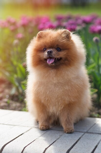 Pomeranian-hond in tulpen. Hond met bloemen in een park