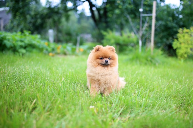 Pomeranian-hond op een gang. Hond buiten. Mooie hond. Hond de stad uit