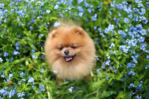 Pomeranian-hond op een gang. Hond buiten. Mooie hond. Hond in vergeet-mij-nietjebloemen