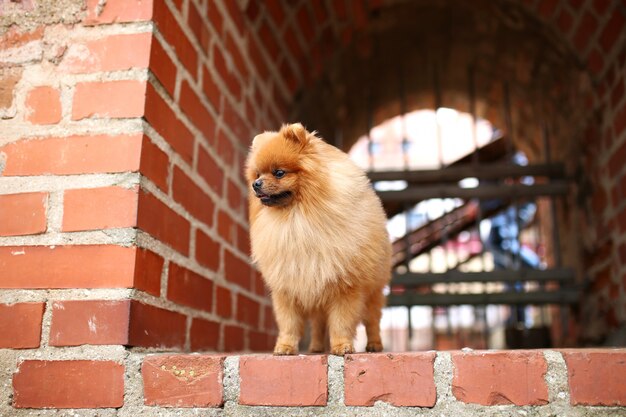 Pomeranian-hond op een gang. Hond buiten. Mooie hond