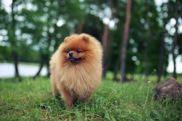 Pomeranian-hond op een gang. Hond buiten. Mooie hond