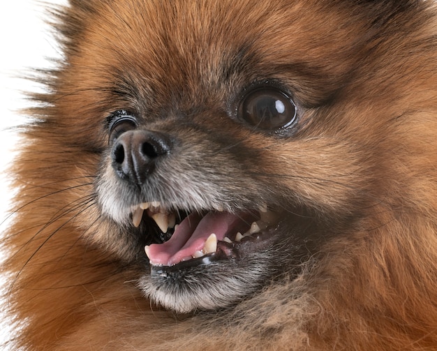 pomeranian in studio