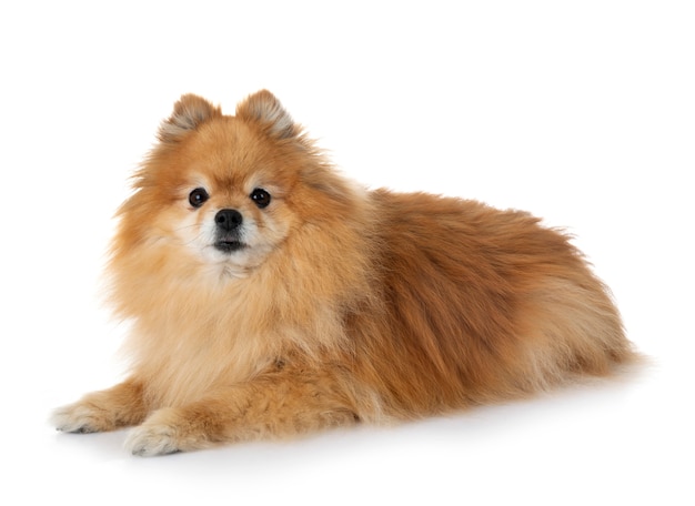 Foto pomeranian in studio