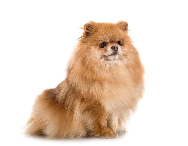 pomeranian in studio