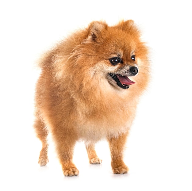 pomeranian in studio