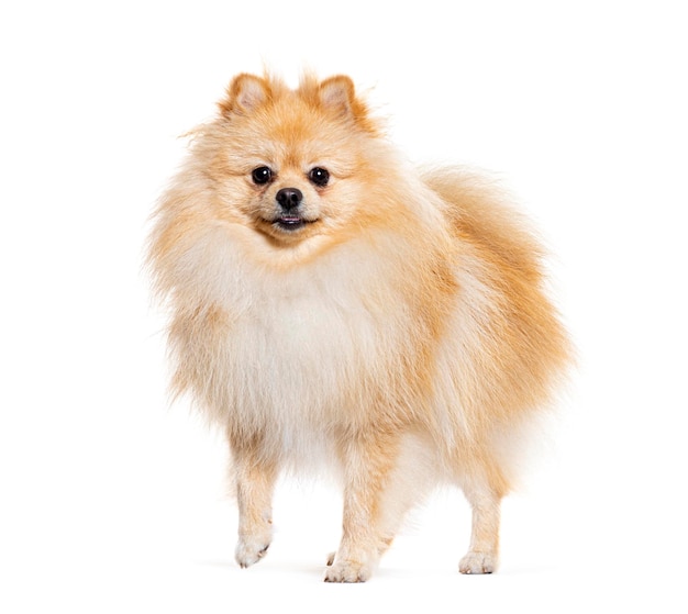 Pomeranian kijkt naar de camera geïsoleerd op wit