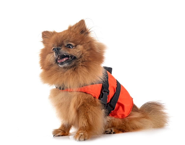 Pomeranian and life jacket in studio