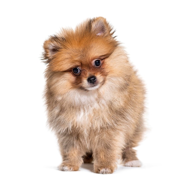 Pomeranian looking at the camera isolated on white