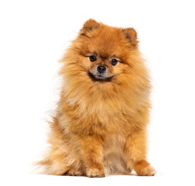 Pomeranian looking at the camera isolated on white