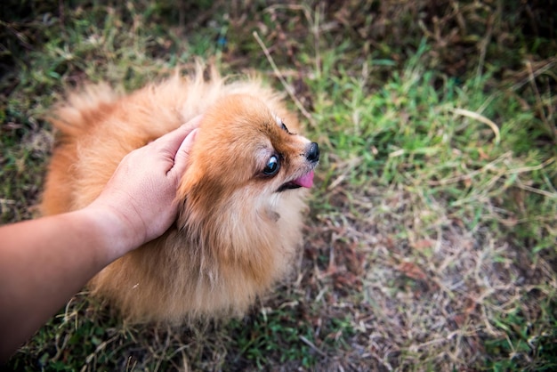 ポメラニアン、愛らしい犬、動物、ペット