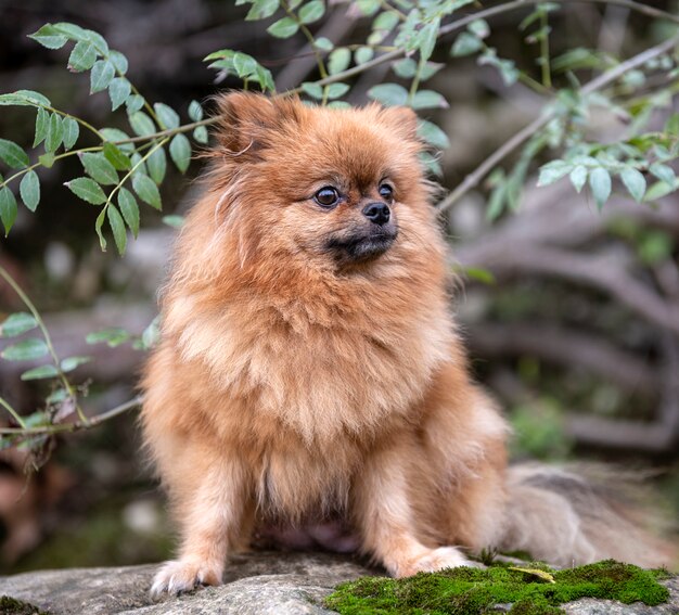 Photo pomeranian in nature