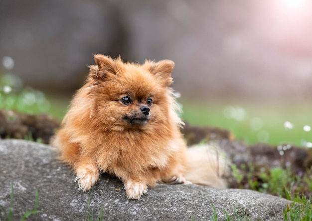 pomeranian in nature