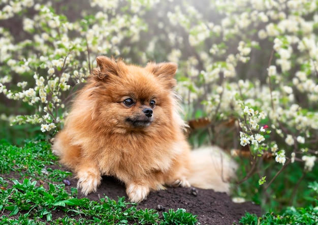 Foto pomeraniano in natura