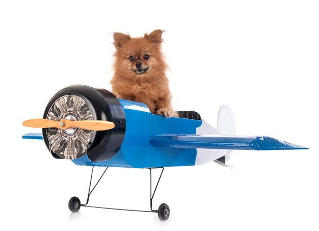 Photo pomeranian and plane