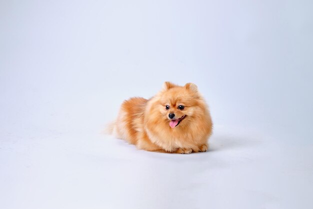 The Pomeranian Pomeranian dog shorn according to the breed standard lies on a light background