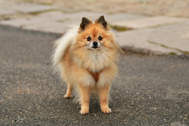 ポメラニアンの肖像犬オレンジ色のふわふわ犬