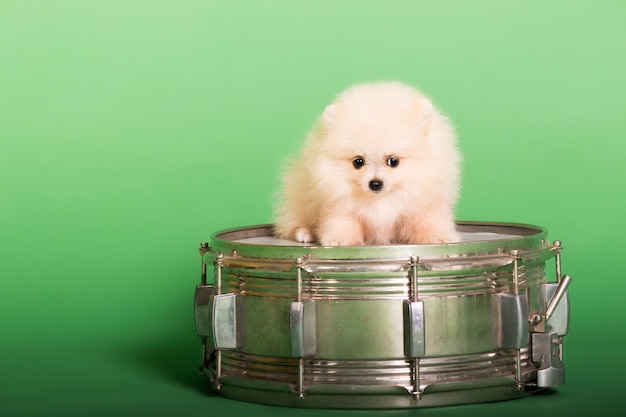 Pomeranian puppy on a green background