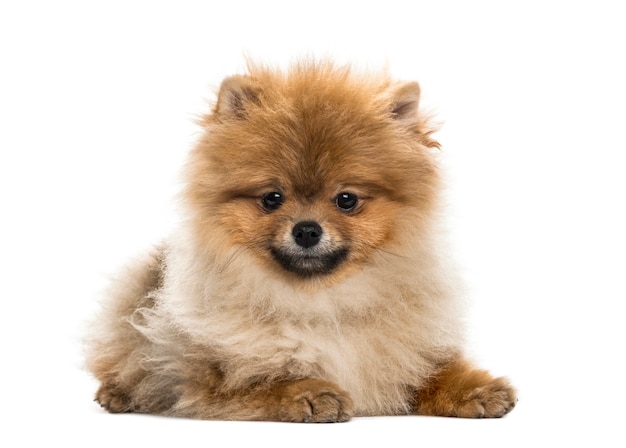 Pomeranian puppy lying, isolated on white