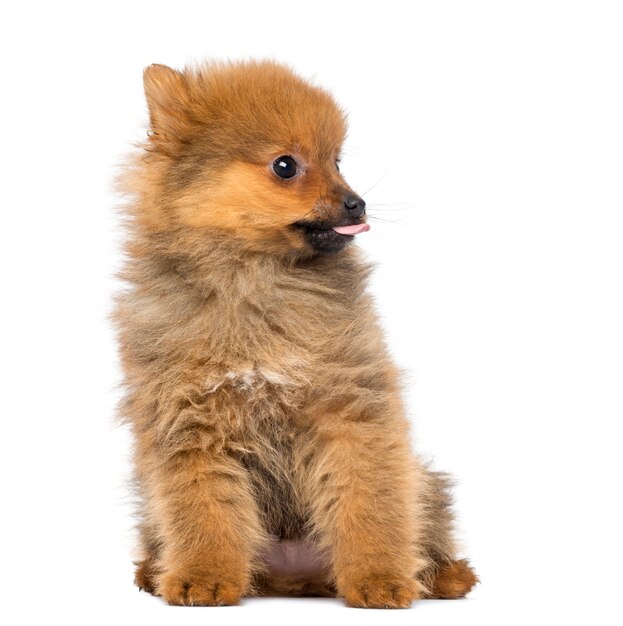 포메라니안 강아지 앉아, 흰색 바탕에 그림자와