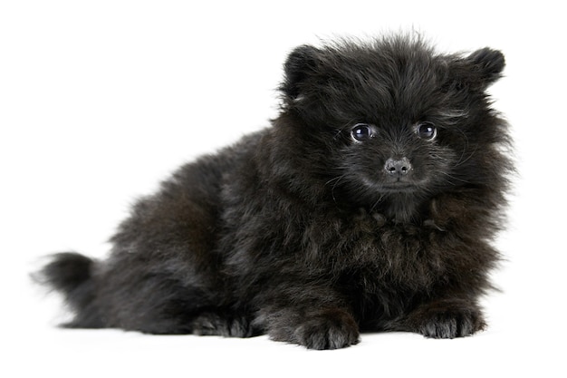 Spitz cucciolo di pomerania, isolato. pomerania nero carino