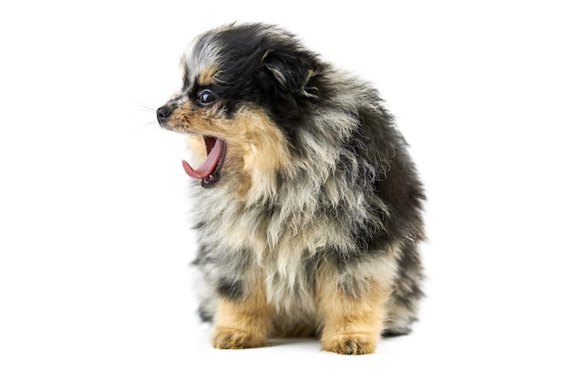 Pomeranian puppy Spitz, isolated. Cute pomeranian black and tan color