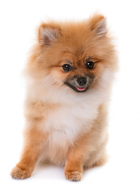 pomeranian puppy in studio