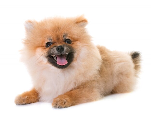 pomeranian puppy in studio