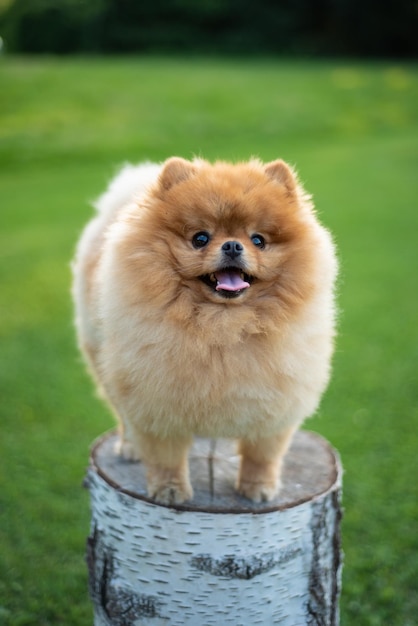 Photo pomeranian puppy