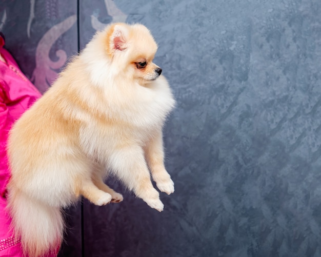 Pomeranian sits on hands at the mistress 