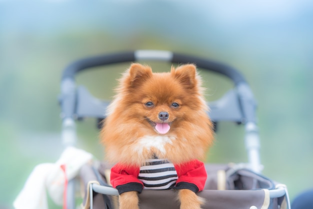 Pomeranian sitting in the cradle outdoors.