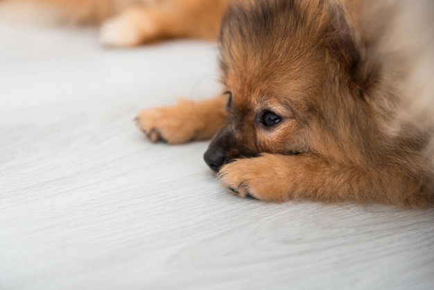 写真 家の床に座っているポメラニアン犬
