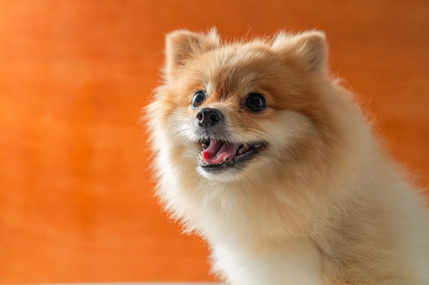 Pomeranian, small breed dogs sit on a white table