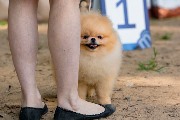 写真 ドッグショーでのポメラニアン・スピッツ