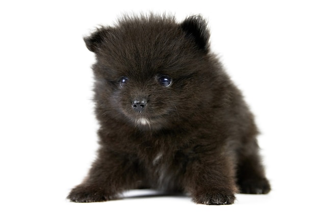 Pomeranian Spitz black puppy isolated